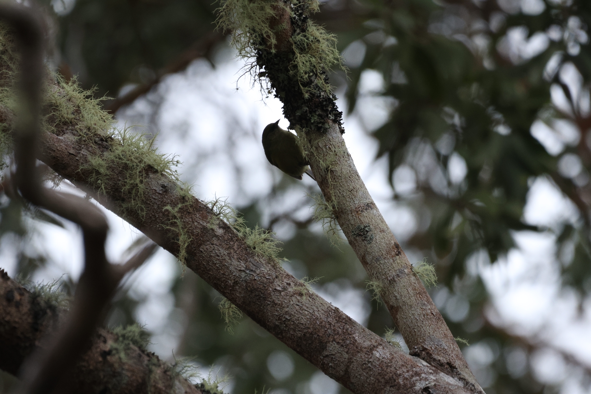 Hawaii Creeper (Loxops mana), photo 2