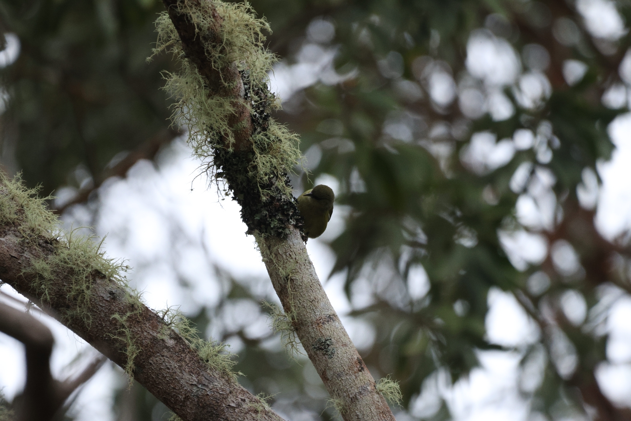 Hawaii Creeper (Loxops mana), photo 4