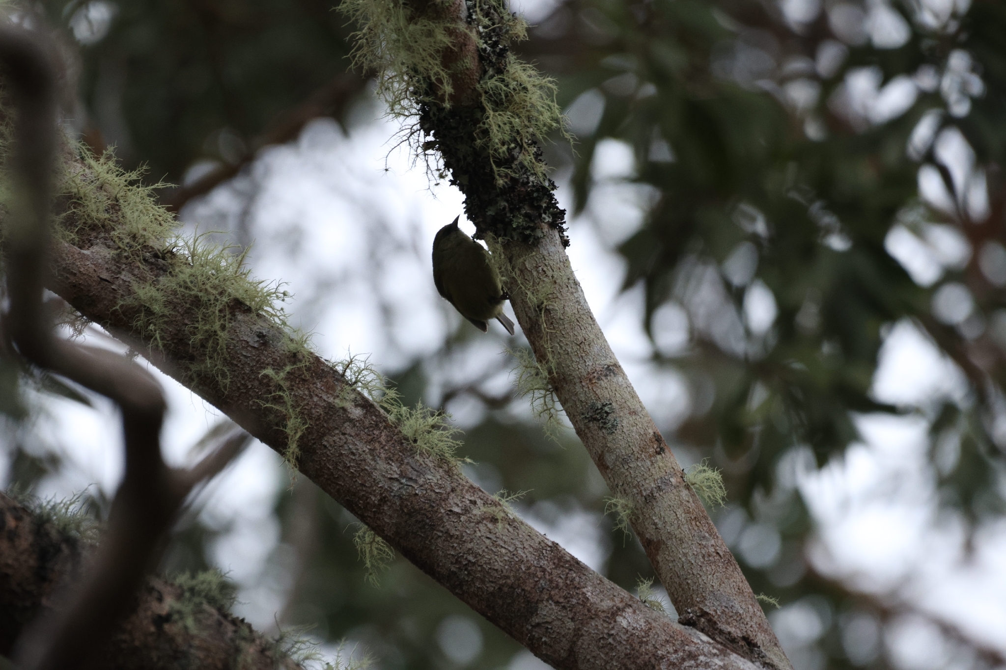Hawaii Creeper (Loxops mana), photo 5