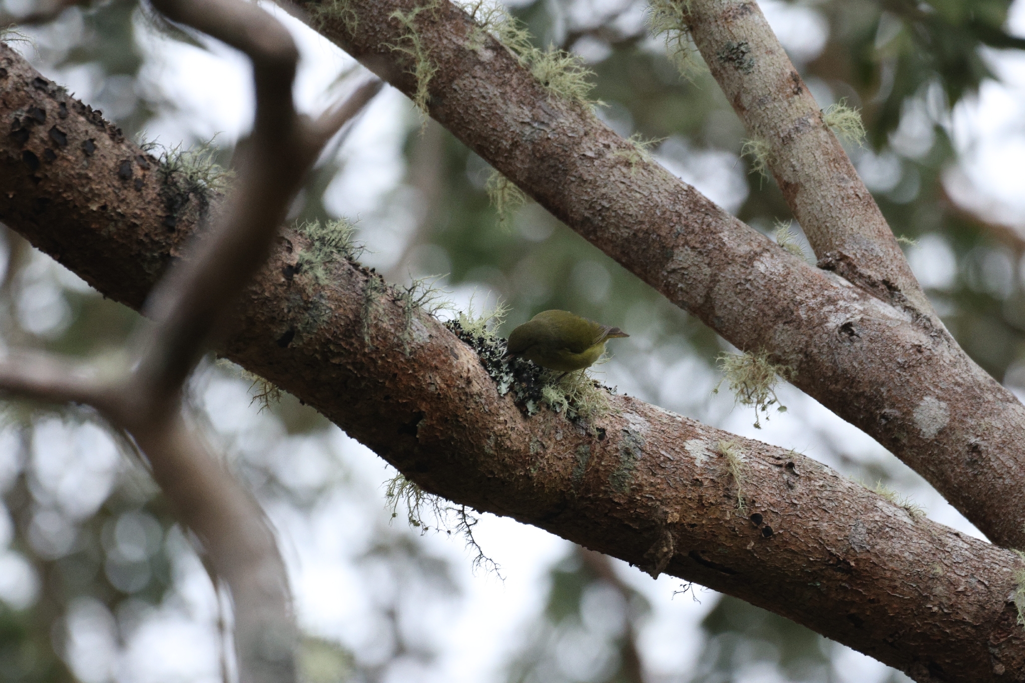 Hawaii Creeper (Loxops mana), photo 6