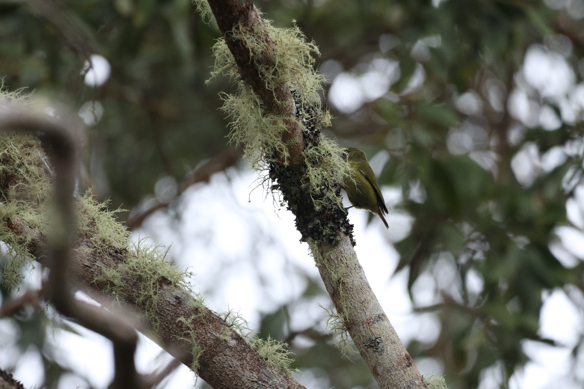 Hawaii Creeper (Loxops mana), photo 7