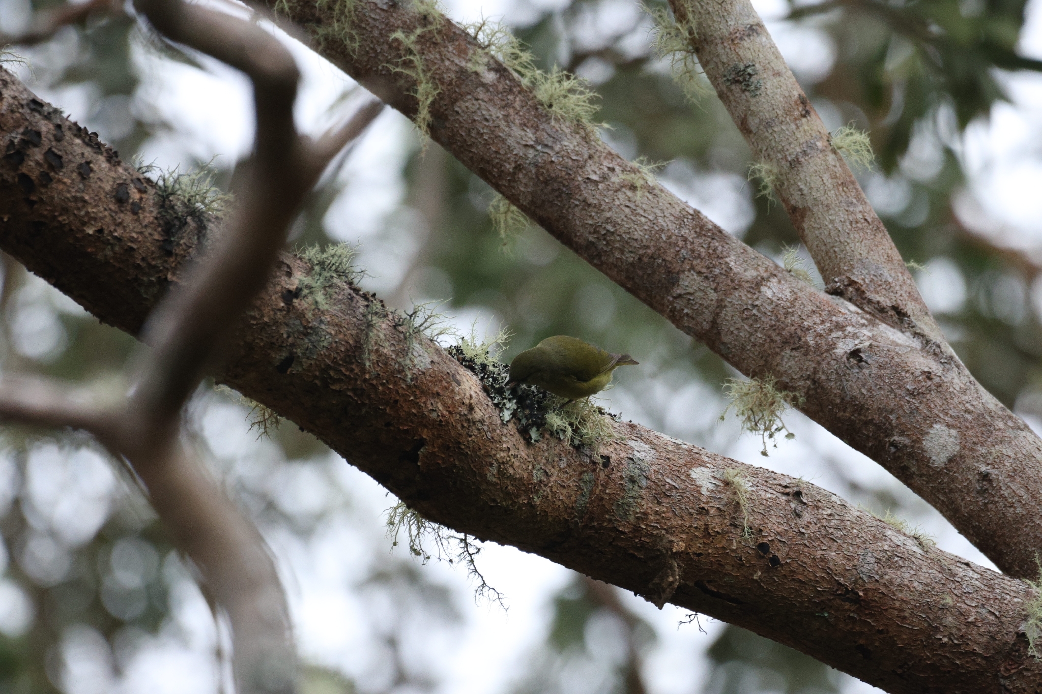 Hawaii Creeper (Loxops mana), photo 8