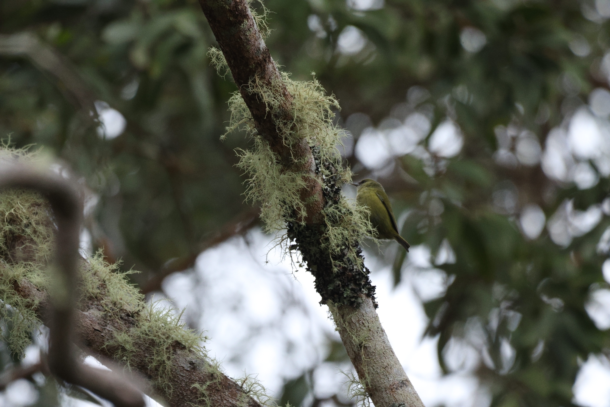 Hawaii Creeper (Loxops mana), photo 9