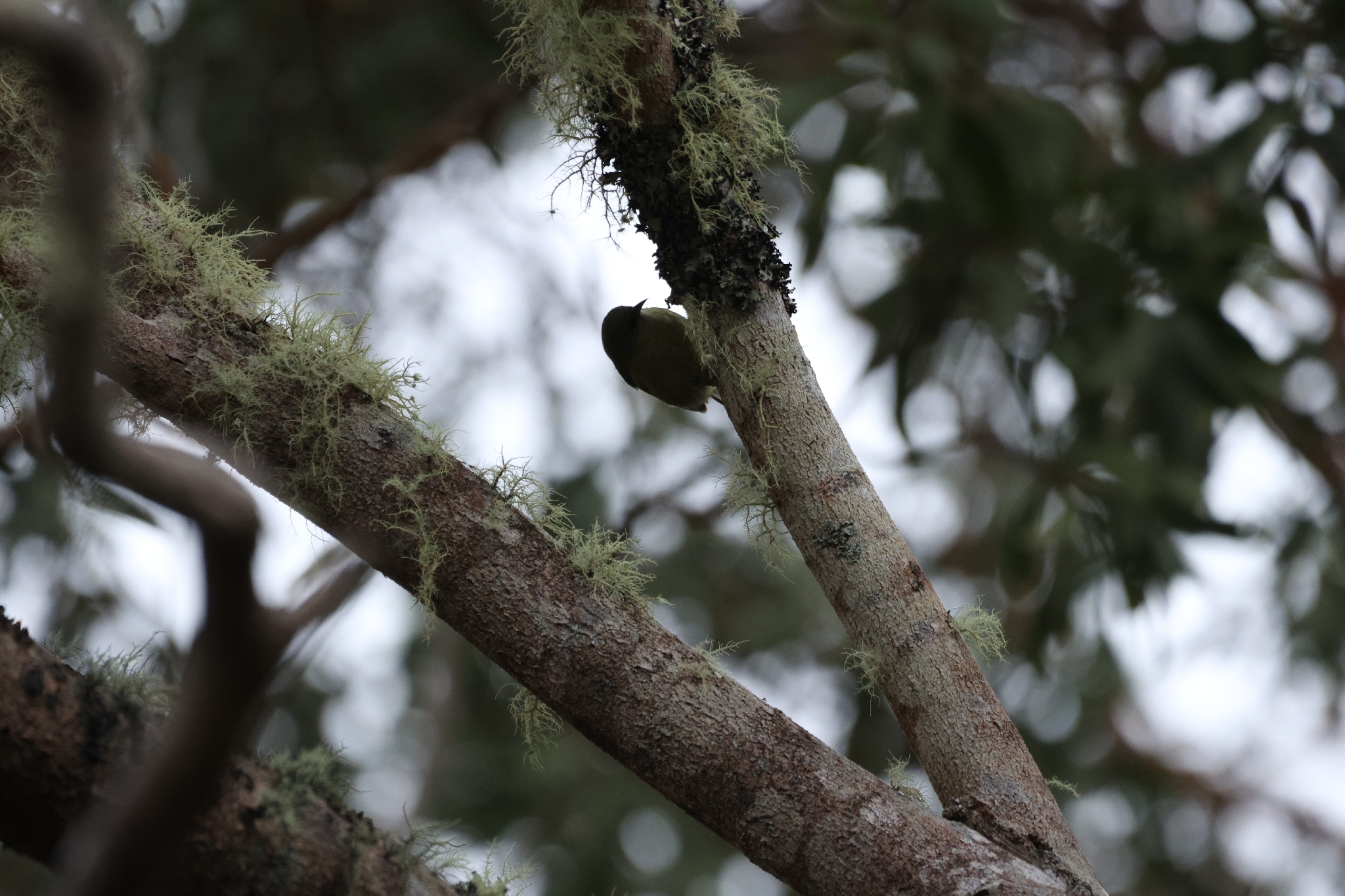 Hawaii Creeper (Loxops mana), photo 10