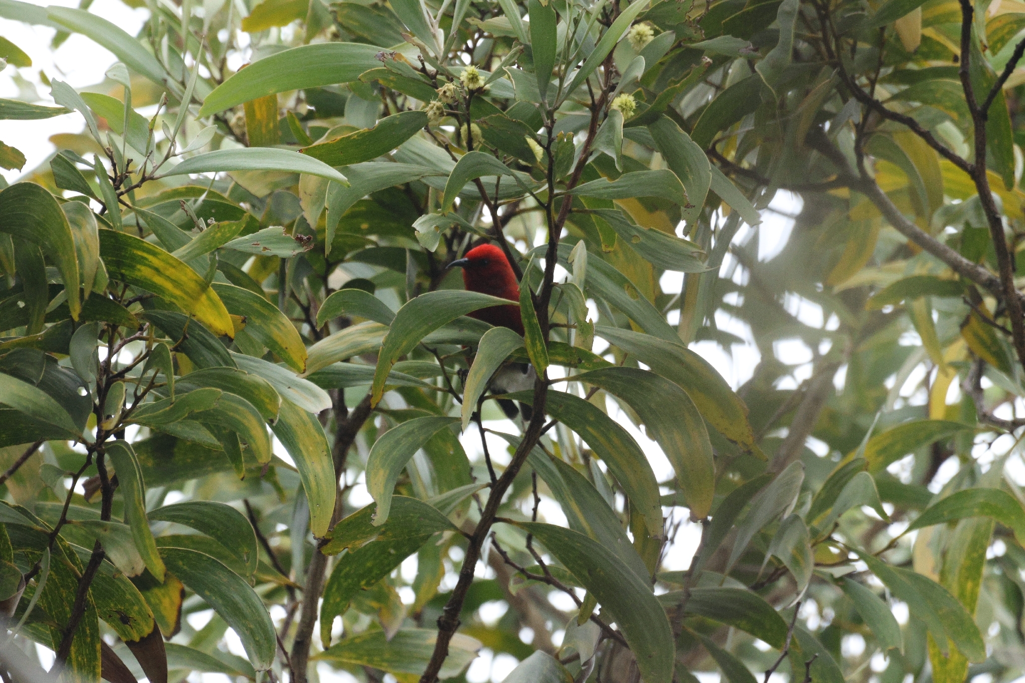 Apapane (Himatione sanguinea), photo 8