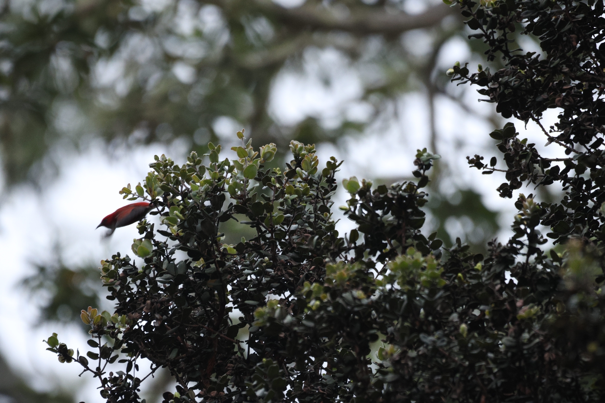 Apapane (Himatione sanguinea), photo 1