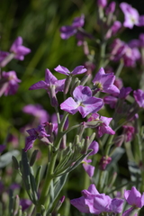 Matthiola incana incana