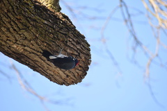 Melanerpes formicivorus