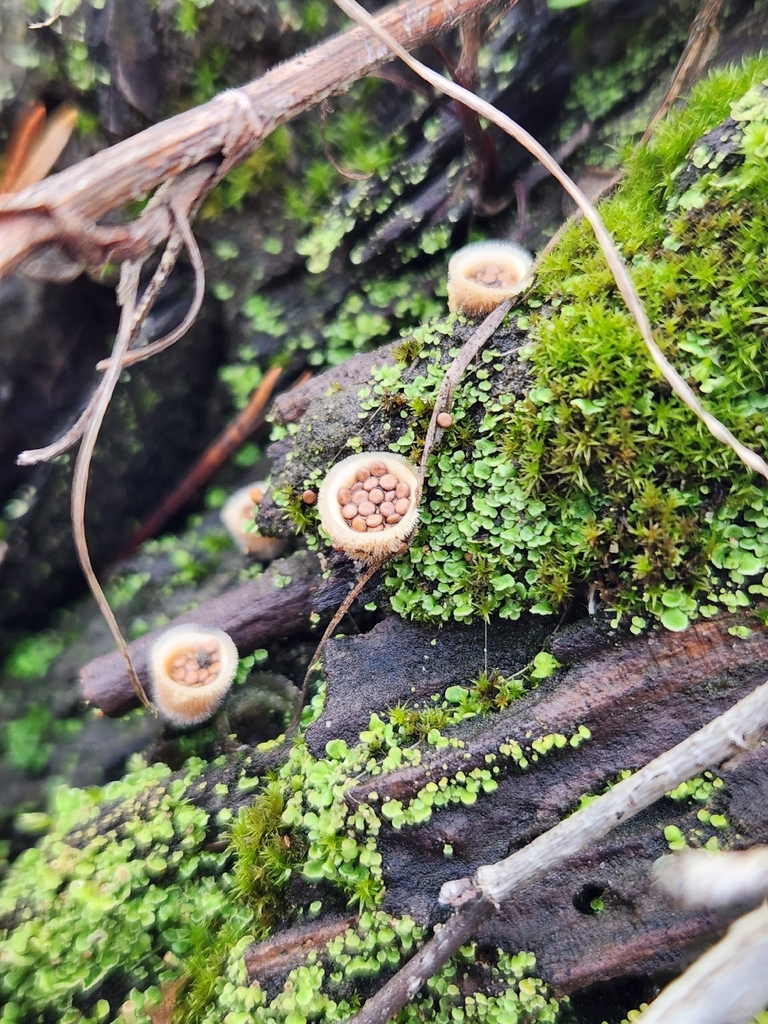 Nidula niveotomentosa · January 2026 · photo: © lytiic (iNaturalist, cc-by-nc)