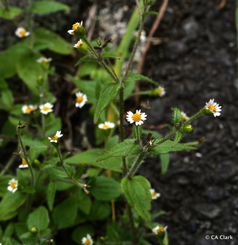 Galinsoga quadriradiata observed 2025-10-07