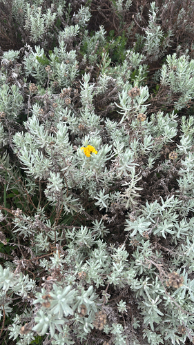 Cape Gold Everlasting