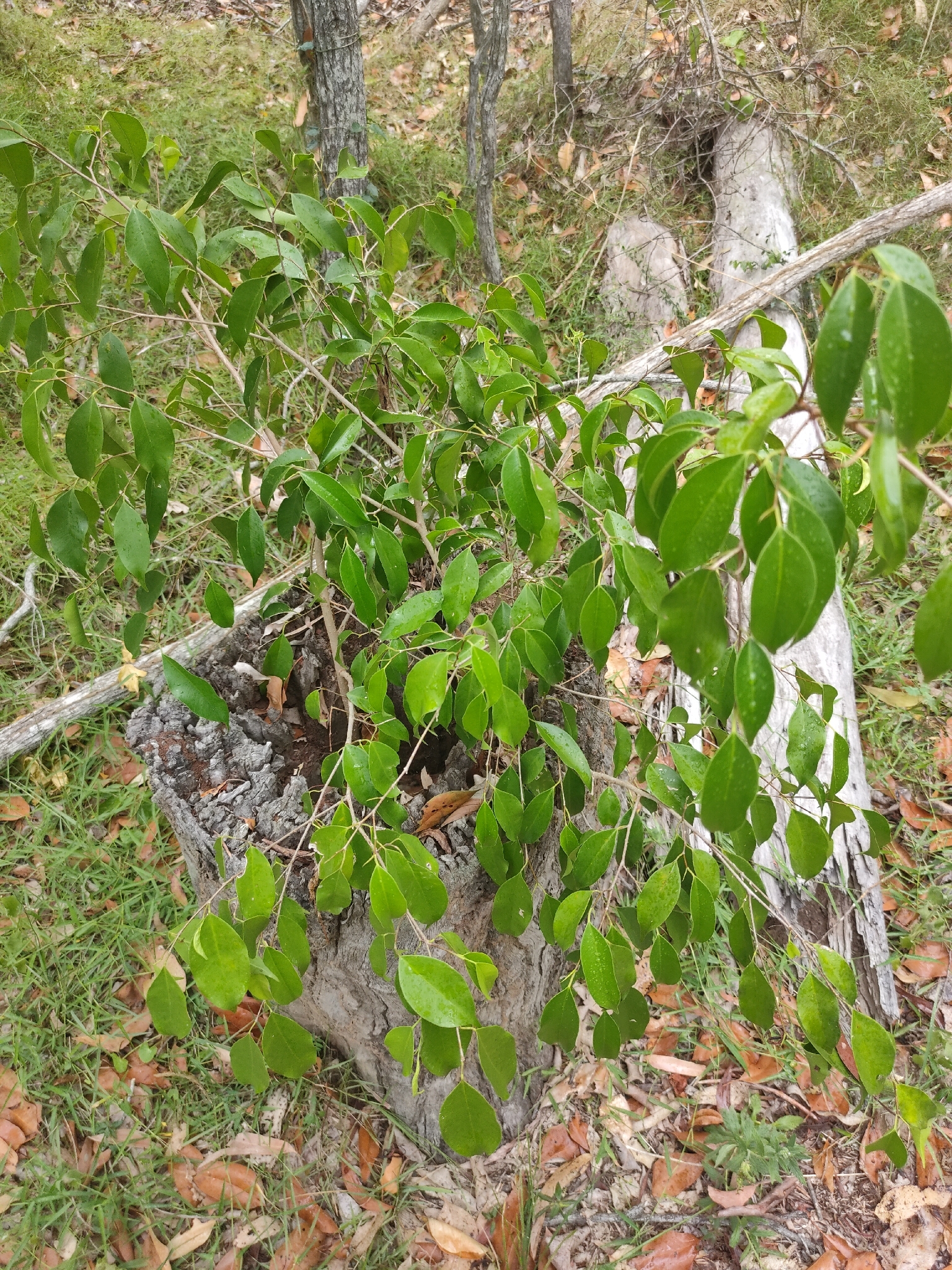 Weeping Fig (Ficus benjamina)