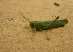 Tropidacris cristata grandis