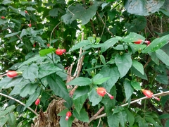 Malvaviscus arboreus