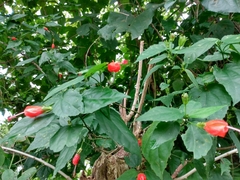 Malvaviscus arboreus