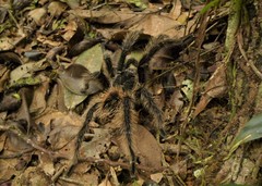 Lasiodora