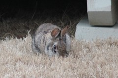 Sylvilagus floridanus