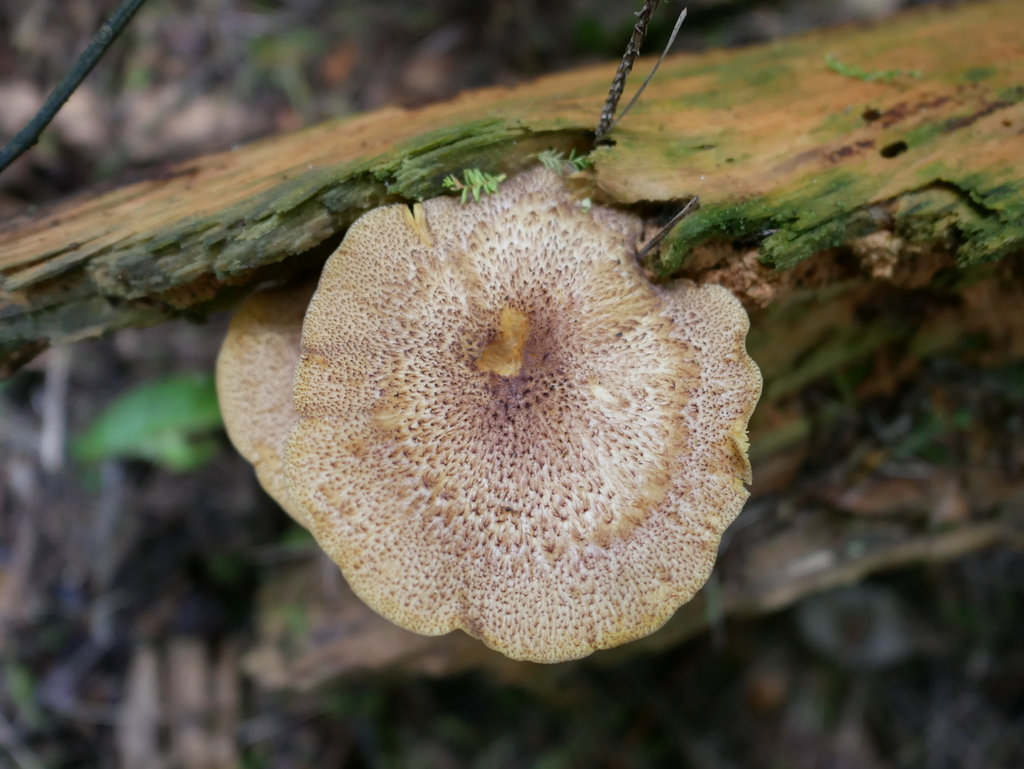 Tricholomopsis ornaticeps · January 2026 · photo: © alice_shanks (iNaturalist, cc-by)