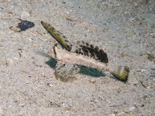 Kuiters pitvis (Dactylopus kuiteri) — Callionymidae — 5