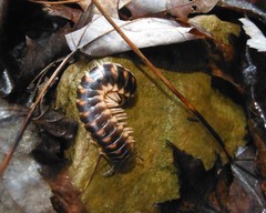Apheloriini