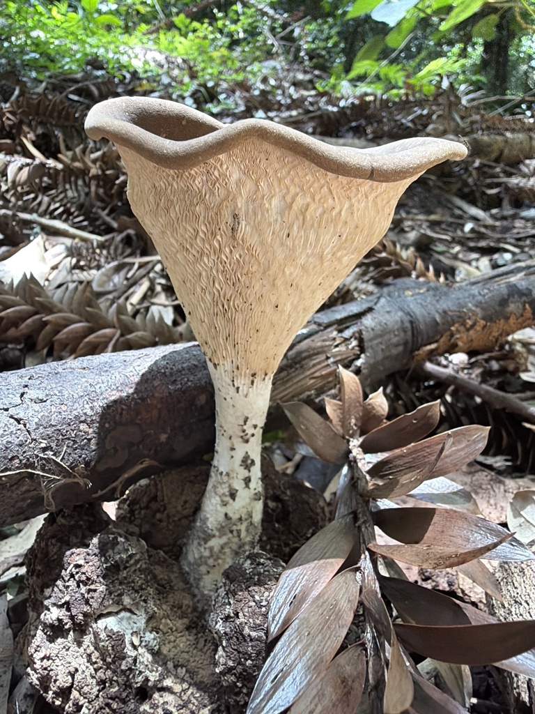 Pleurotus tuber-regium · January 2026 · photo: © martinhj (iNaturalist, cc-by)