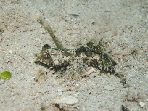 Finger dragonet (Dactylopus dactylopus) — Callionymidae