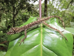 Anolis maculiventris