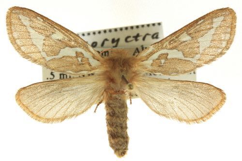 Gazoryctra pulcher