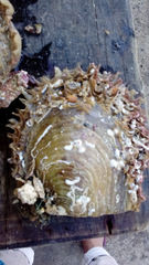 Pinctada mazatlanica