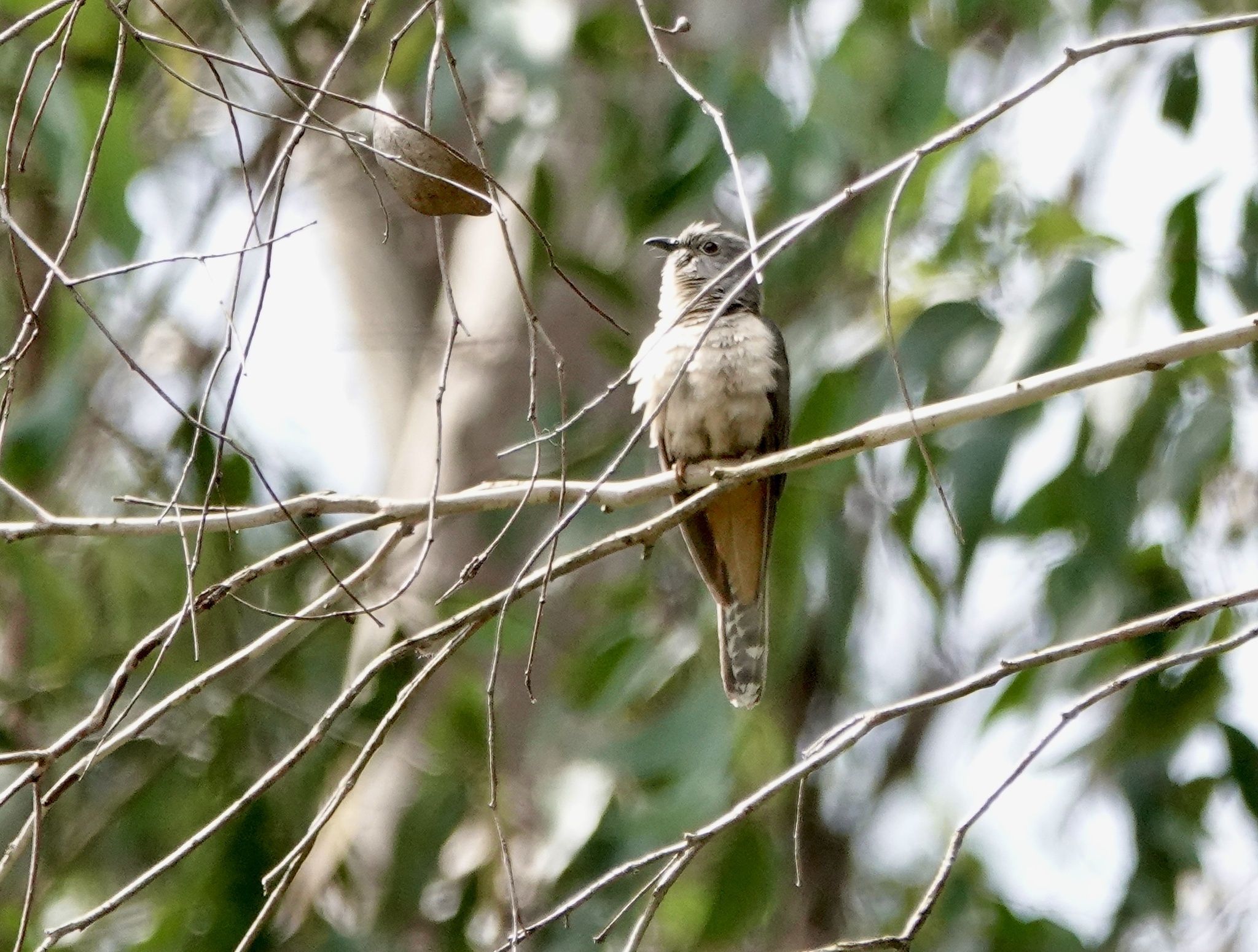 Sahul Brush Cuckoo (Cacomantis variolosus), photo 10