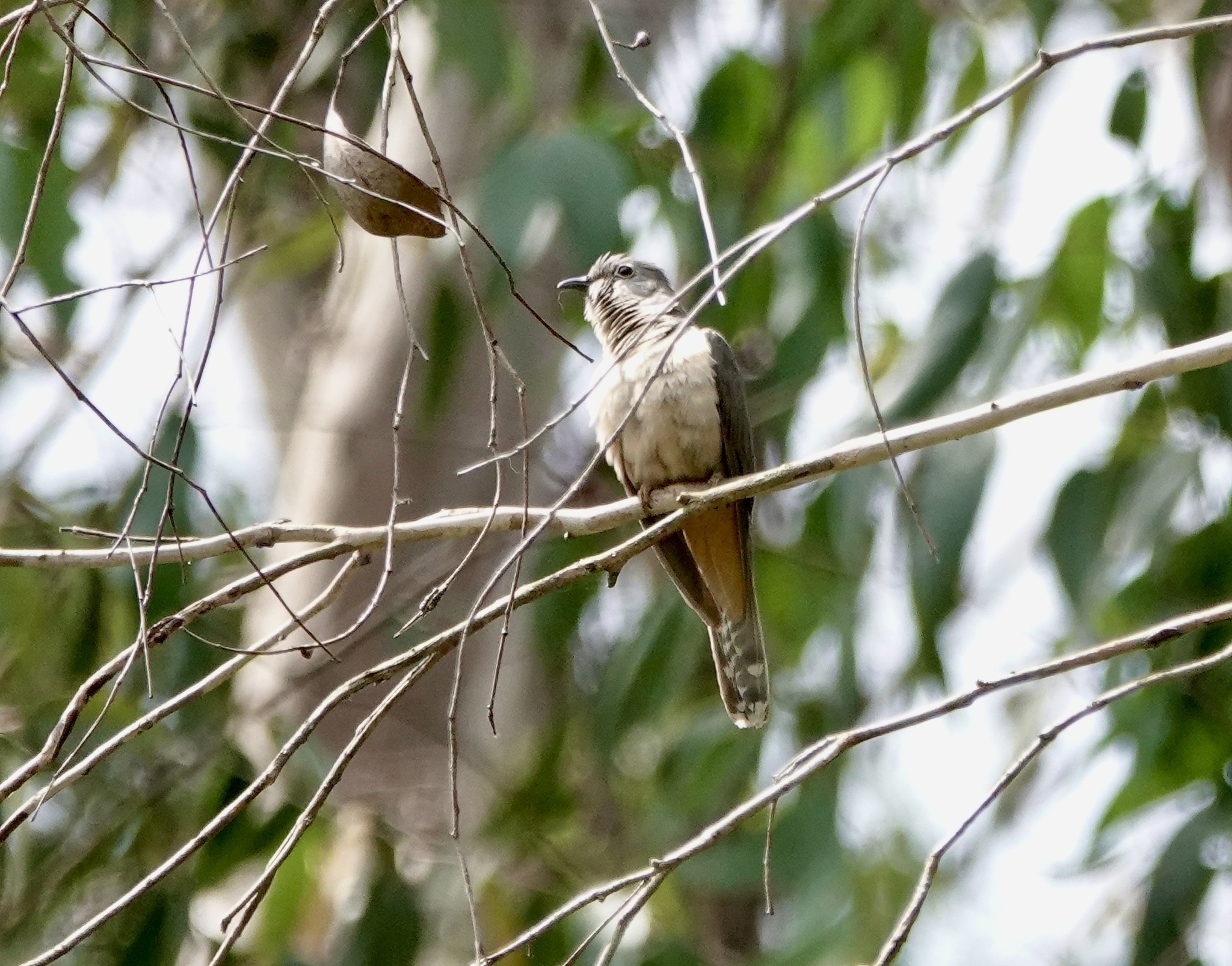 Sahul Brush Cuckoo (Cacomantis variolosus), photo 4