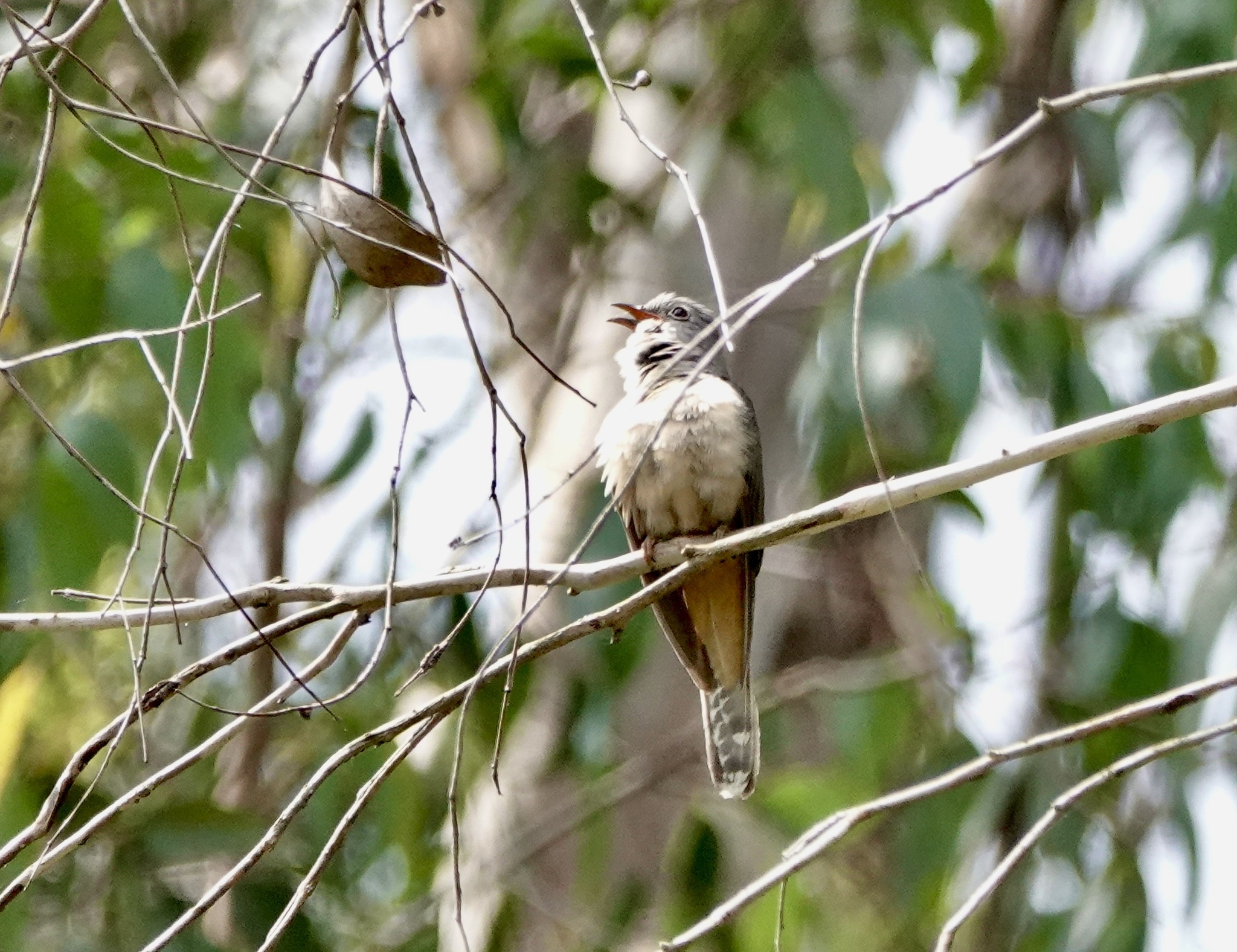 Sahul Brush Cuckoo (Cacomantis variolosus), photo 3