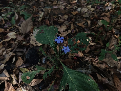 blue eranthemum (Eranthemum roseum)
