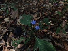 Eranthemum roseum