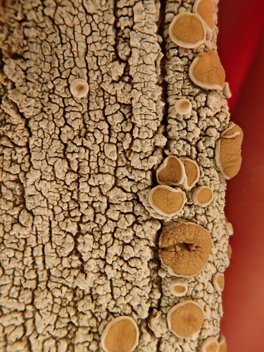 iNaturalist observation photo of Ochrolechiaceae