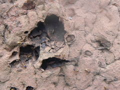 Constrictotermes cyphergaster