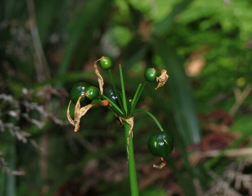 Proiphys cunninghamii, photograph 2