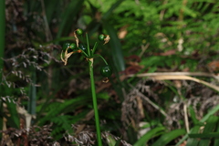 Proiphys cunninghamii, photograph (c) Greg Tasney, some rights reserved (CC BY-SA)