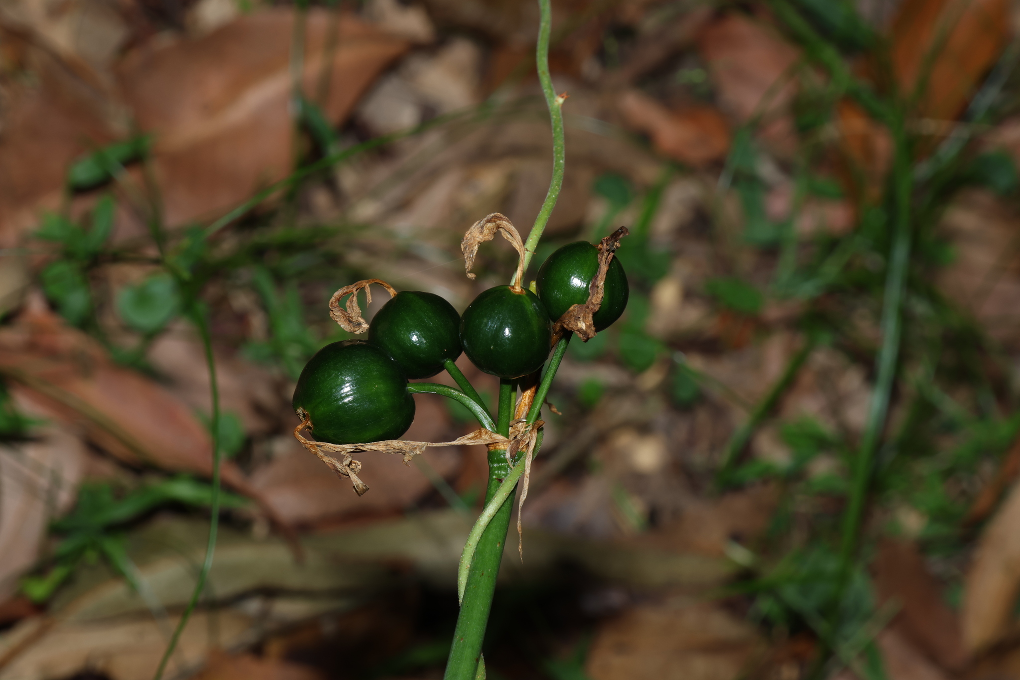 Brisbane Lily (Proiphys cunninghamii)