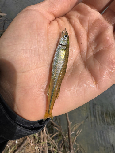 Smallmouth hardyhead (Atherinosoma microstoma) — Atherinidae — 2