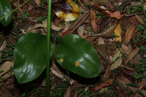 Proiphys cunninghamii, photograph 1