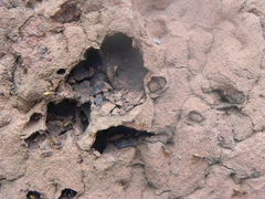 Constrictotermes cyphergaster