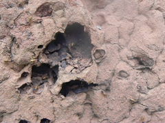 Constrictotermes cyphergaster
