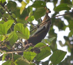 Black-Striped Squirrel photo 3