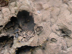 Constrictotermes cyphergaster