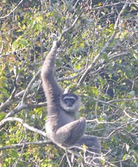 Hylobates moloch