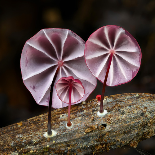 purple pinwheel (Marasmius haematocephalus)
