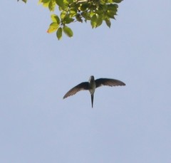 Hemiprocne longipennis