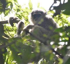 Hylobates moloch