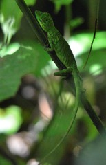 Pseudocalotes tympanistriga